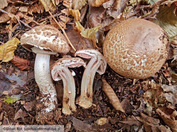 Agaricus silvaticus