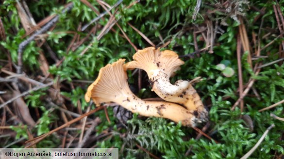 Cantharellus cibarius