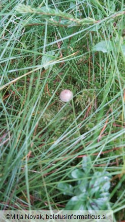 Mycena vitilis