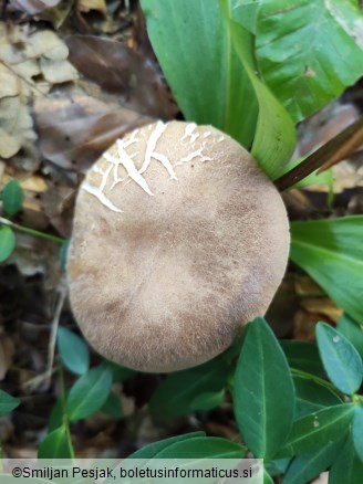 Boletus aestivalis