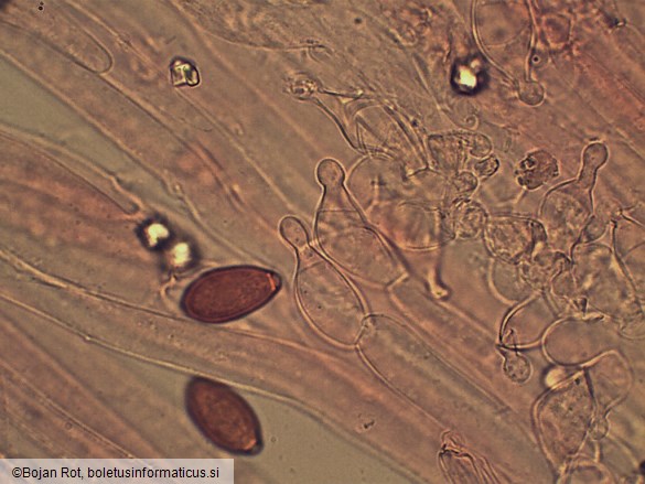 Conocybe macrospora