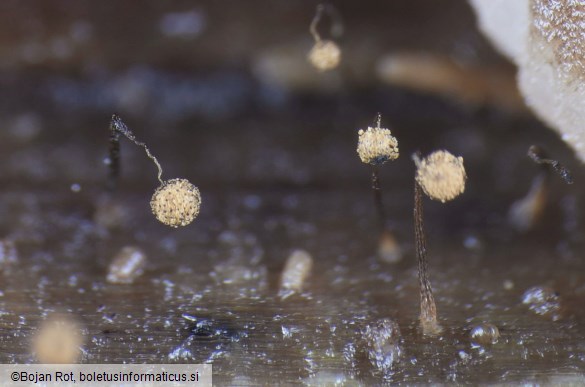Cribraria oregana