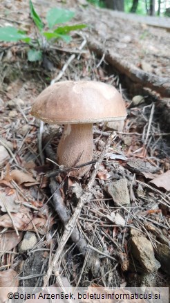 Boletus reticulatus