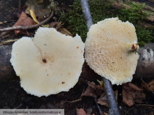 Neofavolus alveolaris