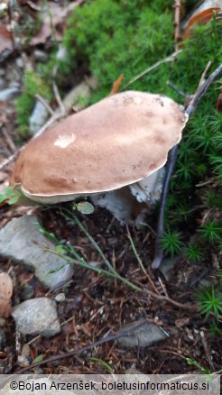 Boletus edulis