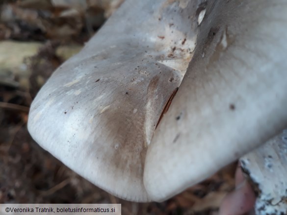 Clitocybe nebularis