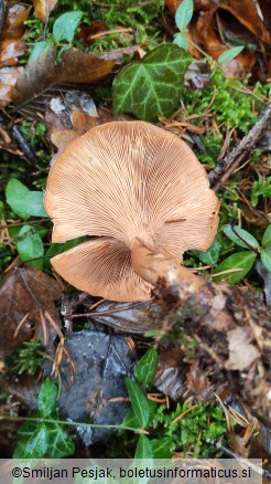 Clitocybe flaccida
