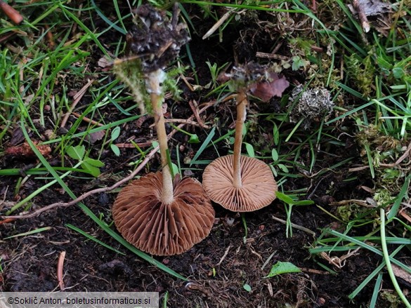 Agrocybe arvalis