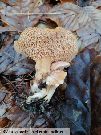 Hydnum umbilicatum