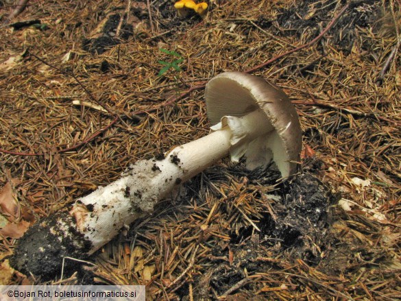 Amanita spissa var. excelsa