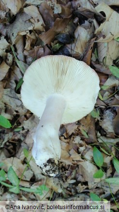 Russula grata