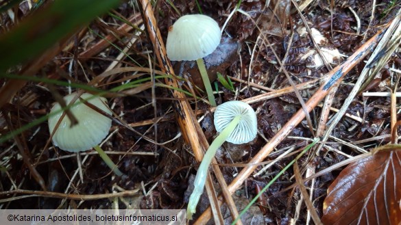 Mycena epipterygia