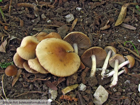 Psathyrella spadiceogrisea