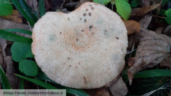 Lactarius semisanguifluus