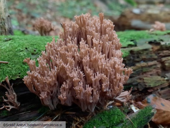 Ramaria rubella