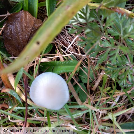 Hygrocybe virginea