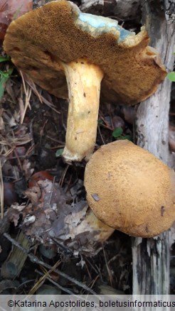 Suillus variegatus