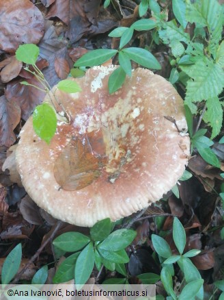 Russula olivacea