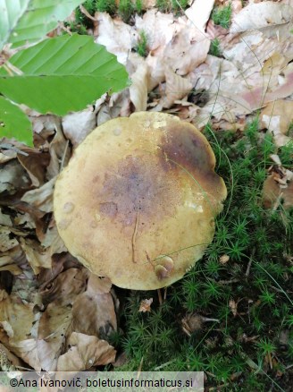 Neoboletus luridiformis