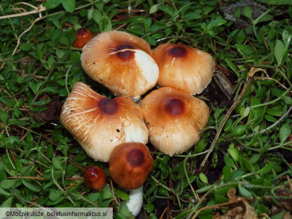 Leucoagaricus purpureorimosus