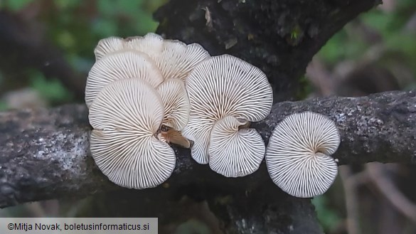 Lentinellus ursinus