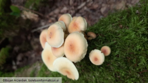 Hypholoma fasciculare