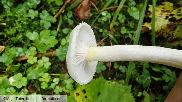 Hygrophorus chrysodon