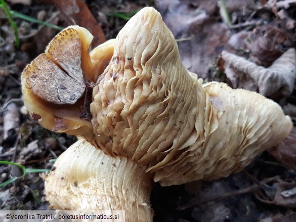 Armillaria ostoyae