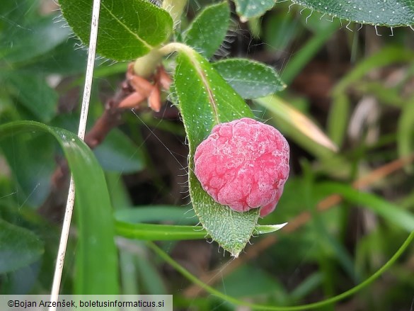 Exobasidium rhododendri