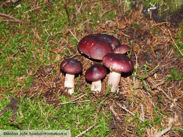 Russula sardonia