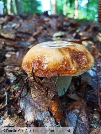 Boletus reticulatus