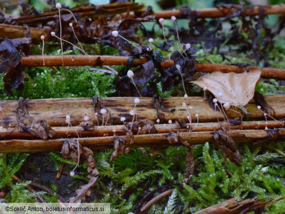 Mycena pterigena