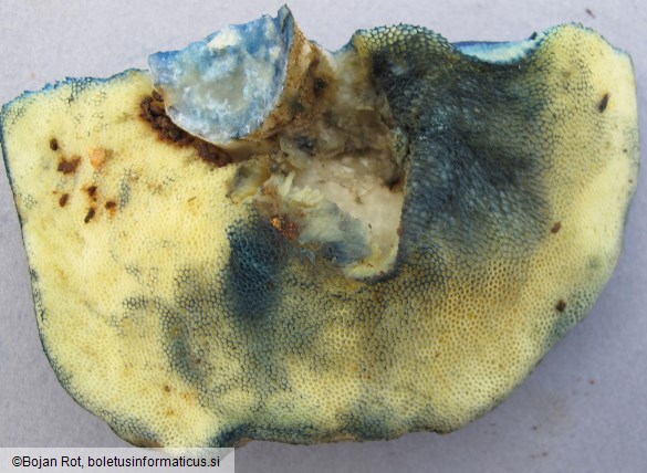 Gyroporus cyanescens