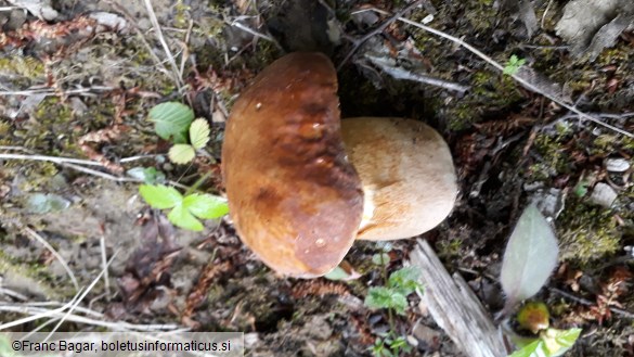 Boletus reticulatus