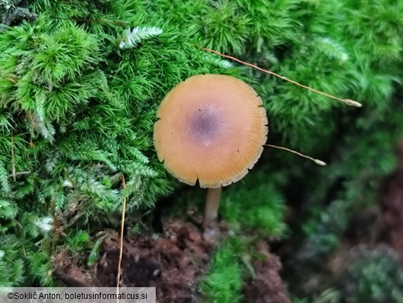 Callistosporium luteo-olivaceum