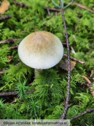 Amanita phalloides