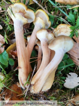 Armillaria gallica