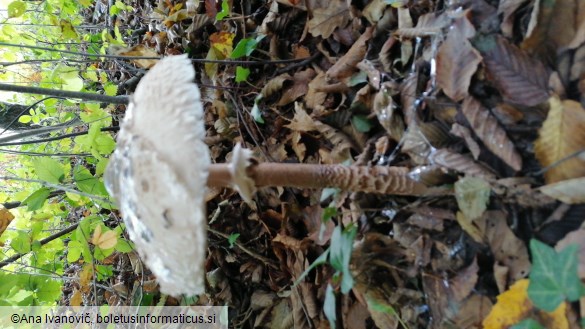 Macrolepiota procera