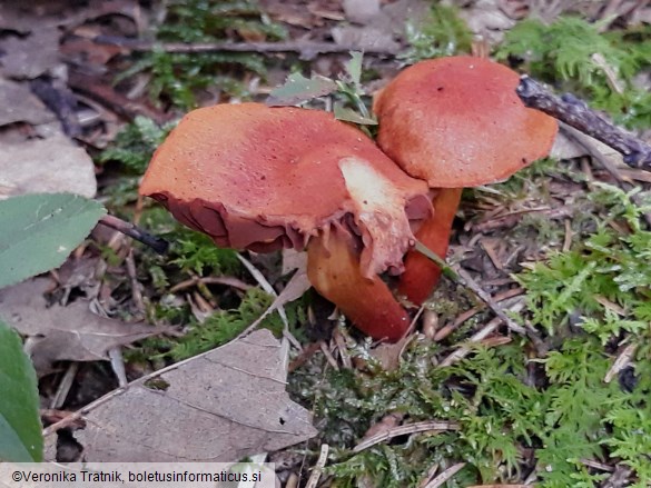 Cortinarius sanguineus