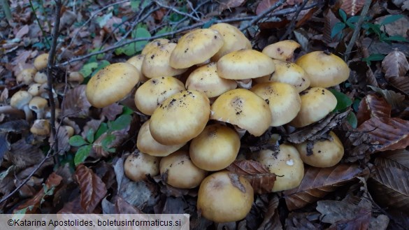 Armillaria mellea