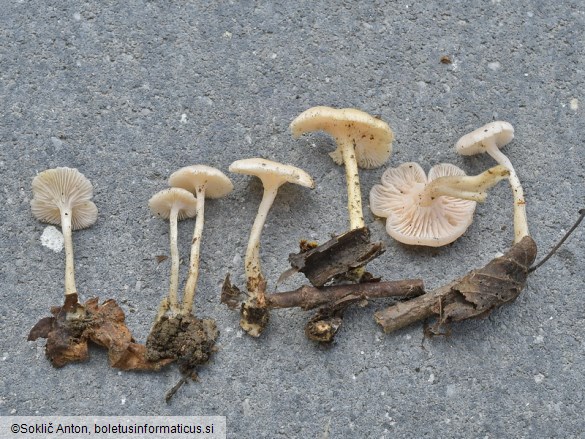 Leucocybe houghtonii