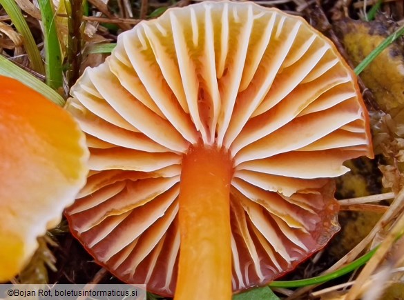 Hygrocybe insipida