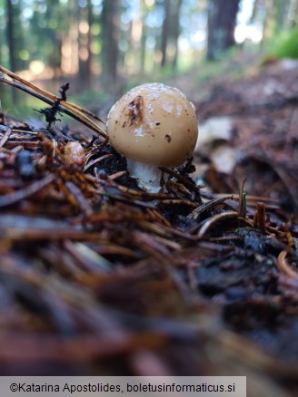 Amanita gemmata