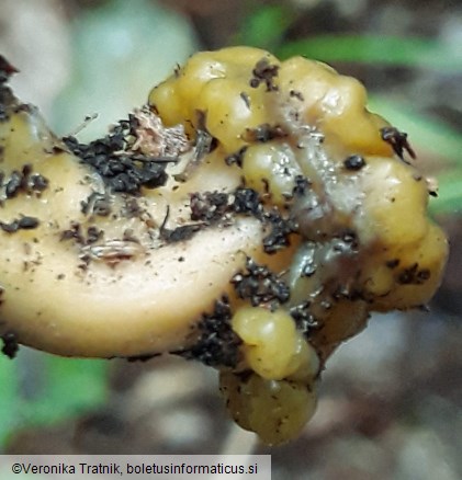 Leotia lubrica