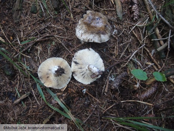 Russula densifolia