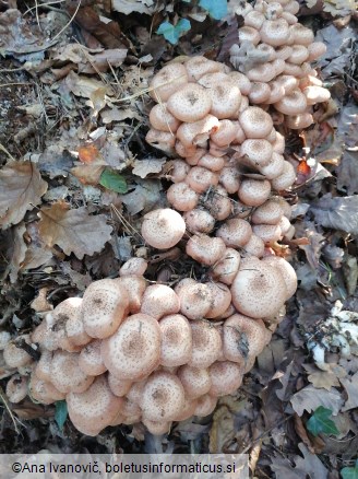 Armillaria ostoyae