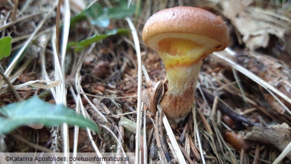 Suillus grevillei