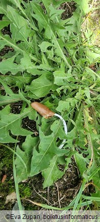 Conocybe deliquescens