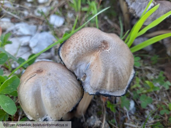 Coprinopsis romagnesiana