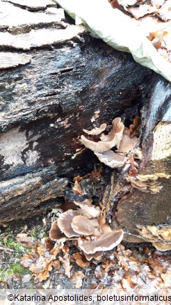 Pleurotus ostreatus